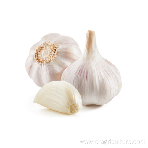 Garlic Farm Supply White Garlic Price